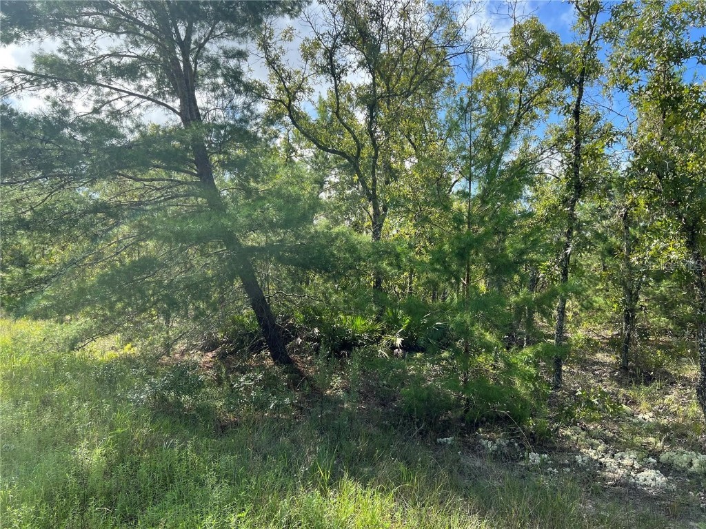 TBD SW 93rd Street Dunnellon FL 34432 OM715100 image5
