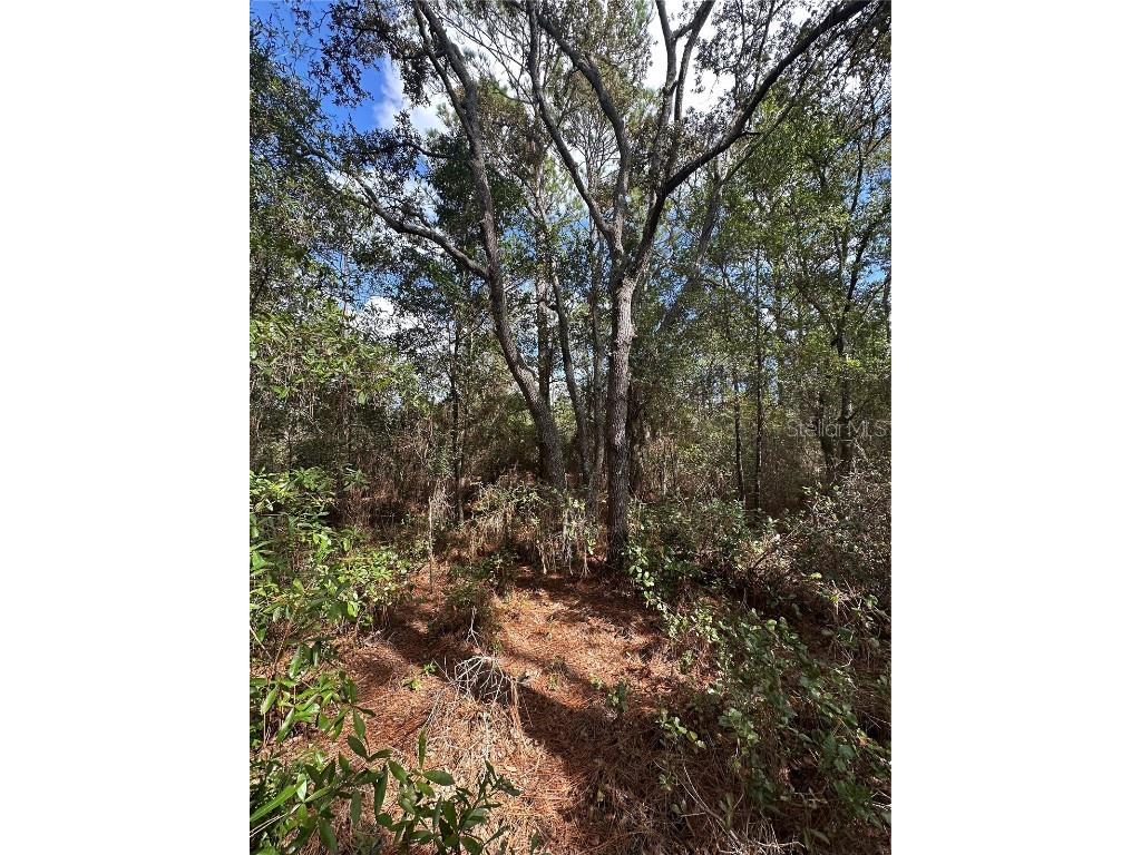 TBD SW Audubon Avenue Dunnellon FL 34431 OM711101 image4