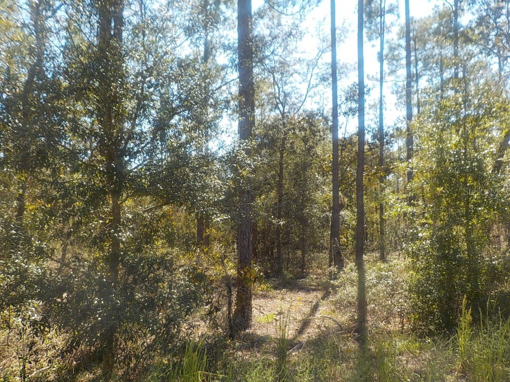 TBD SW Barnacle Drive Dunnellon FL 34431 OM647057 image1