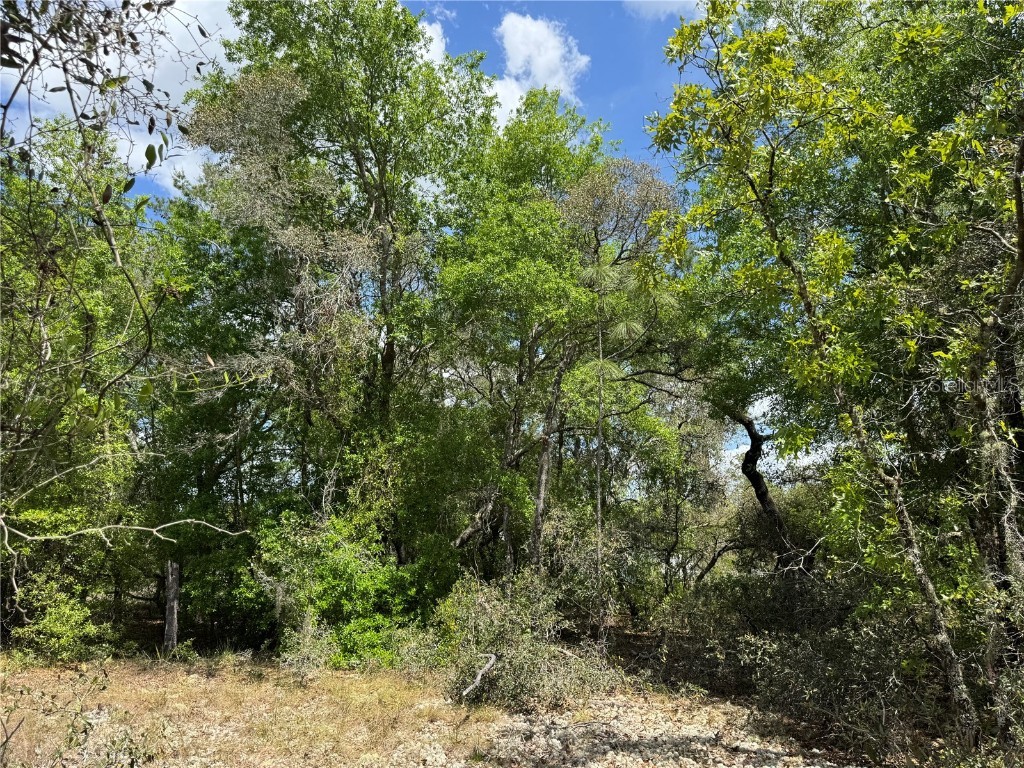 TBD SW Big Bear Ridge Dunnellon FL 34431 OM698919 image1