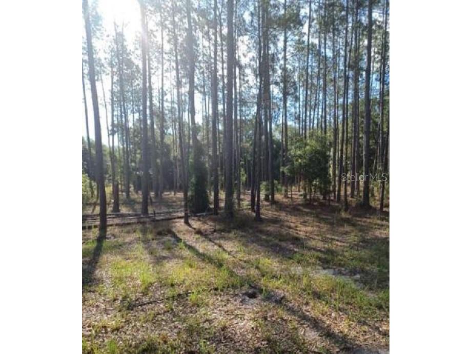 TBD SW Corner Sw95 Ave\sw 158 Ln Dunnellon FL 34432 OM659990 image2