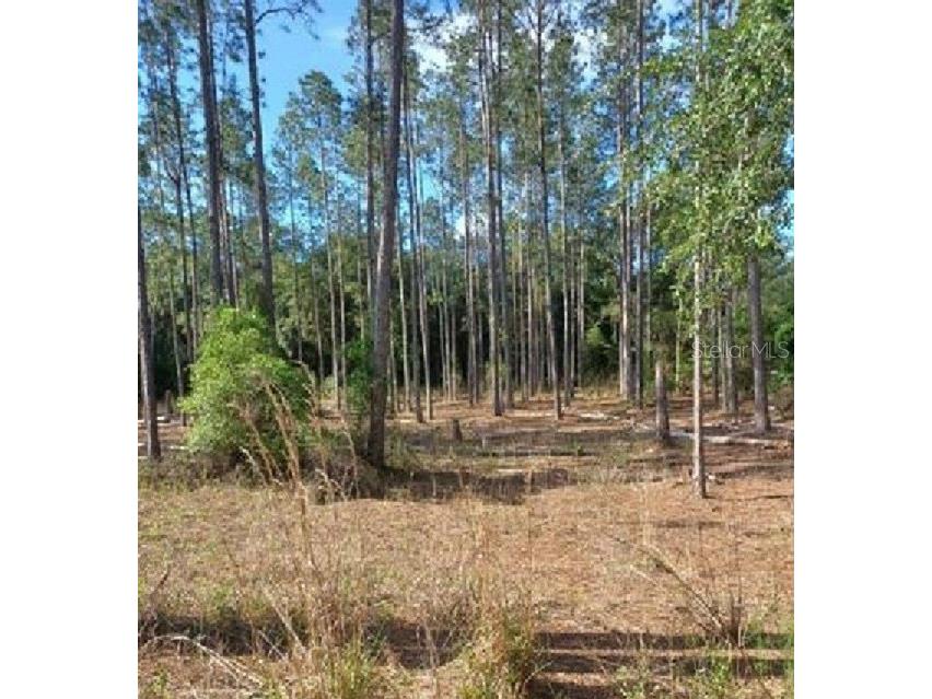 TBD SW Corner Sw95 Ave\sw 158 Ln Dunnellon FL 34432 OM659990 image5