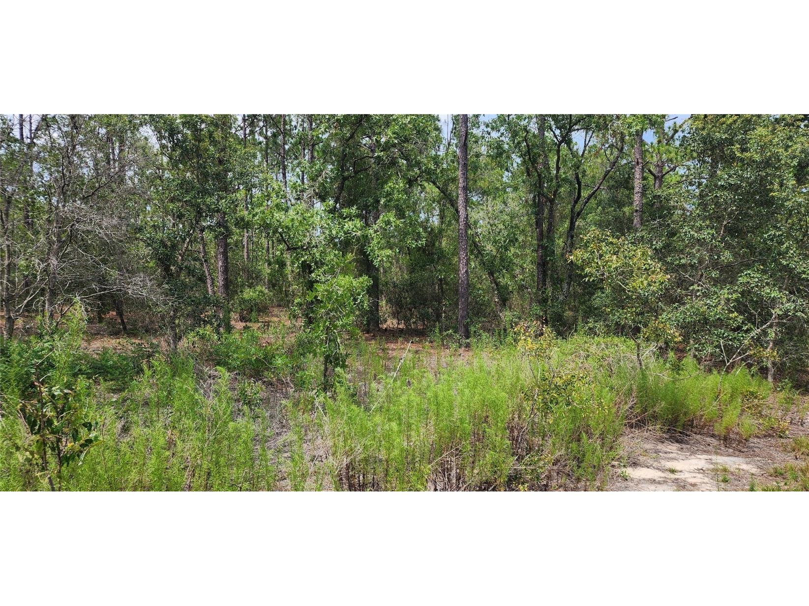 TBD SW Indian Hill Drive Dunnellon FL 34431 OM660609 image1
