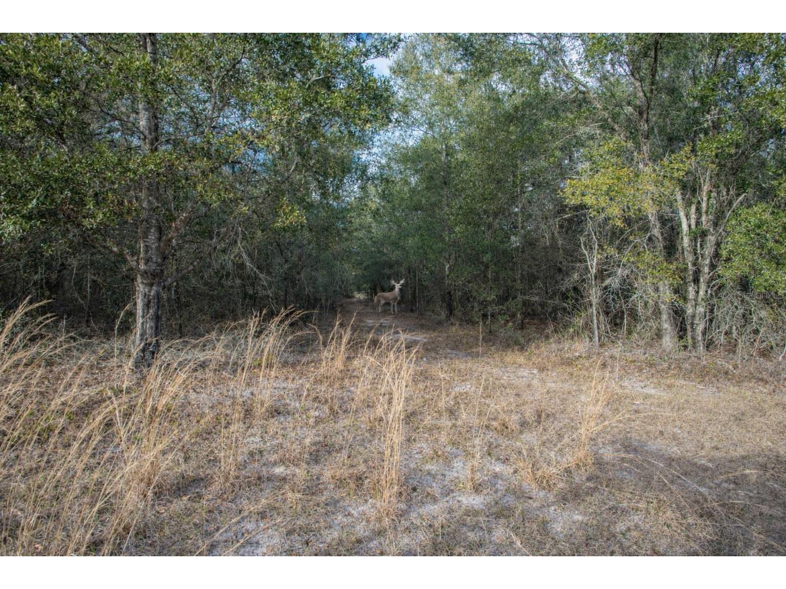 TBD SW Maplewood Place #LOT 5 Fort White FL 32038 TB8469171 image5