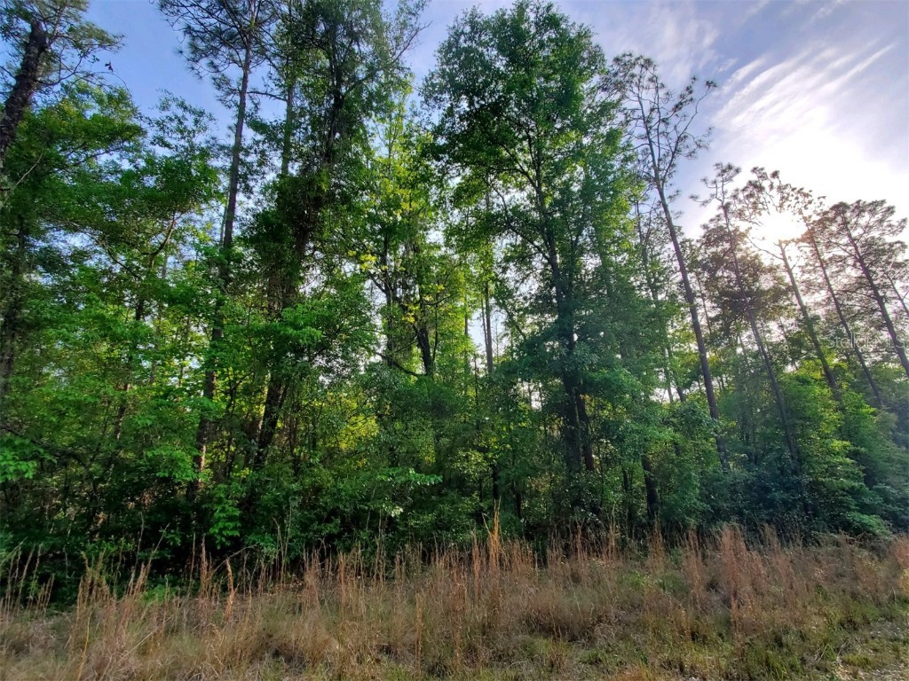TBD SW Texas Lane Fort White FL 32038 GC513865 image1