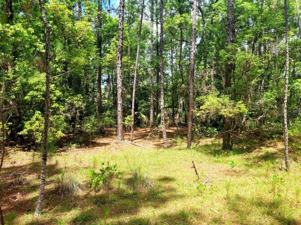TBD Tropical Drive Eustis FL 32726 O6104825 image10