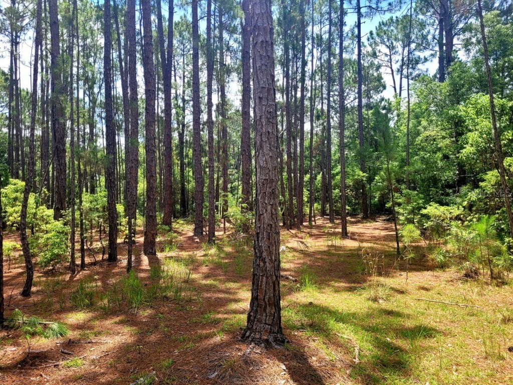 TBD Tropical Drive Eustis FL 32726 O6104825 image12