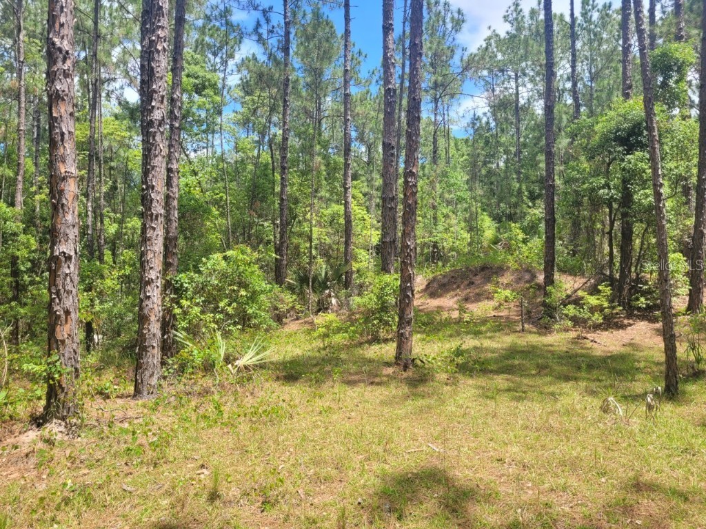 TBD Tropical Drive Eustis FL 32726 O6104825 image13
