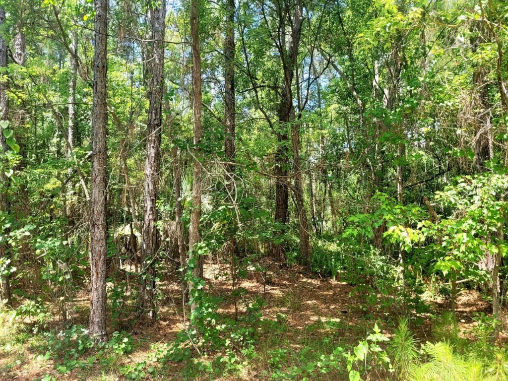 TBD Tropical Drive Eustis FL 32726 O6104825 image14