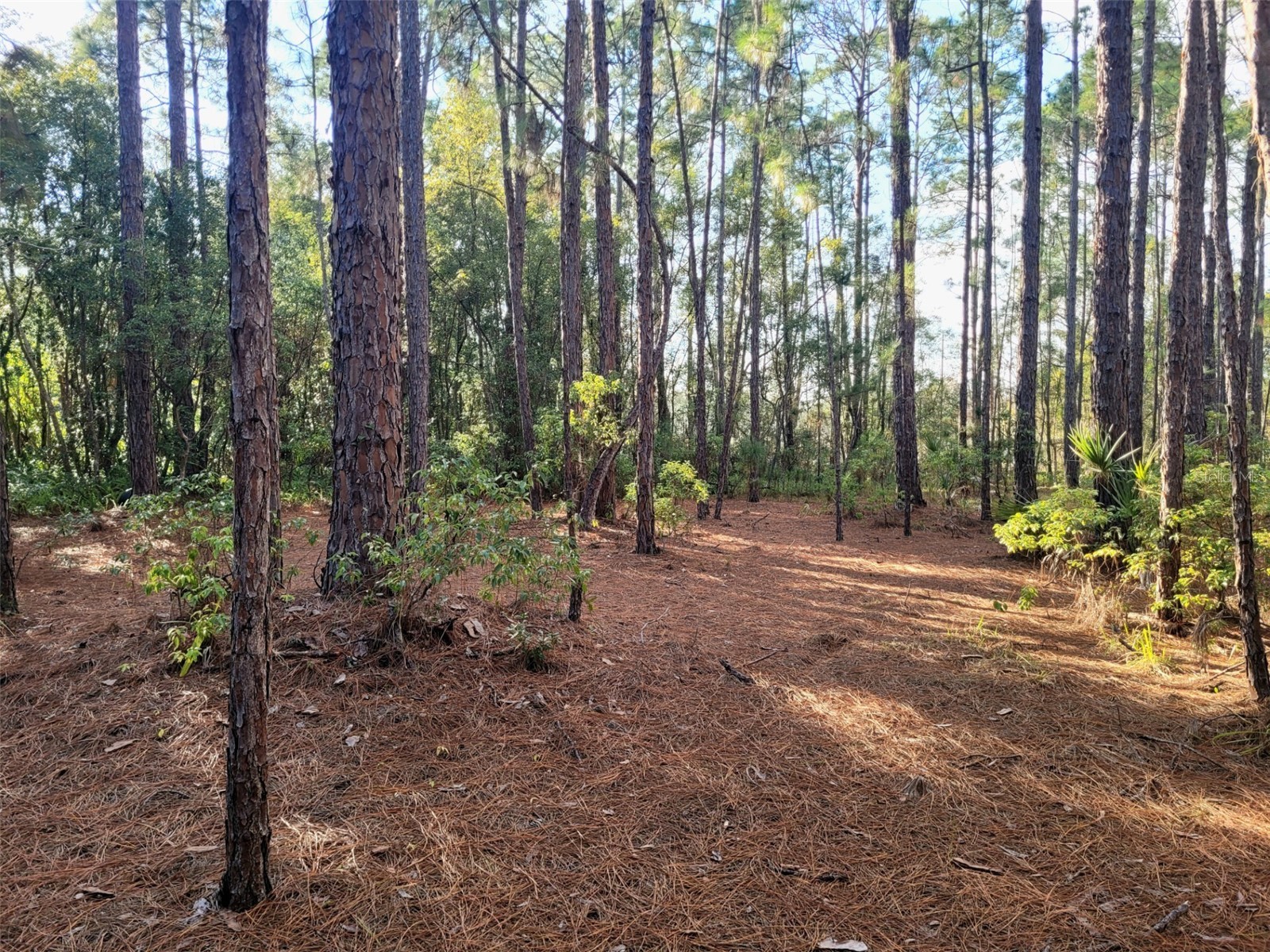 TBD Tropical Drive Eustis FL 32726 O6104825 image22