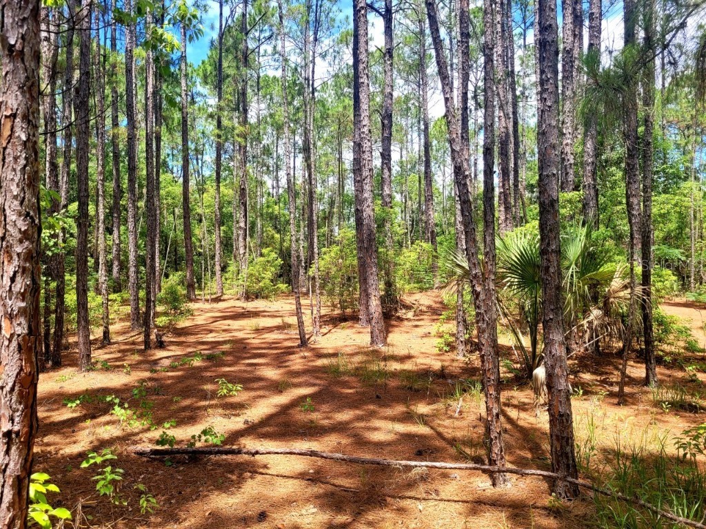 TBD Tropical Drive Eustis FL 32726 O6104825 image6