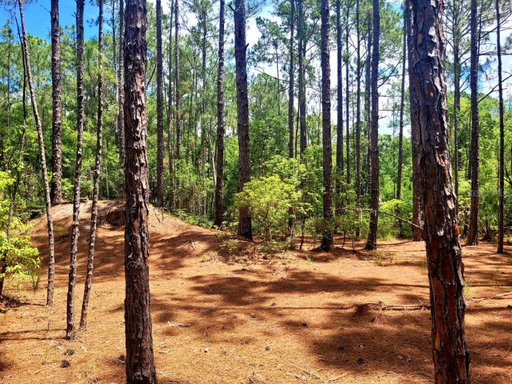 TBD Tropical Drive Eustis FL 32726 O6104825 image8