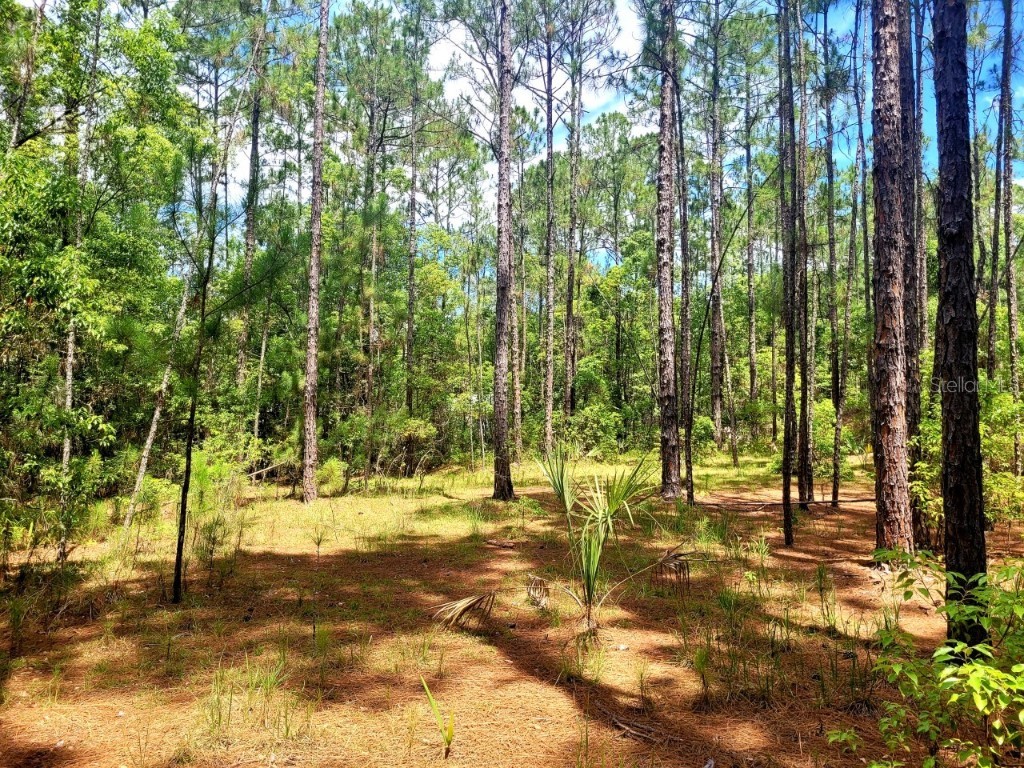 TBD Tropical Drive Eustis FL 32726 O6104825 image9