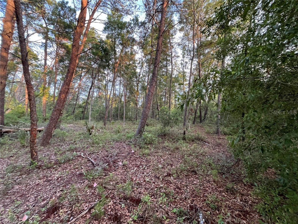 TBD Twin Lakes Road Interlachen FL 32148 OK225310 image1