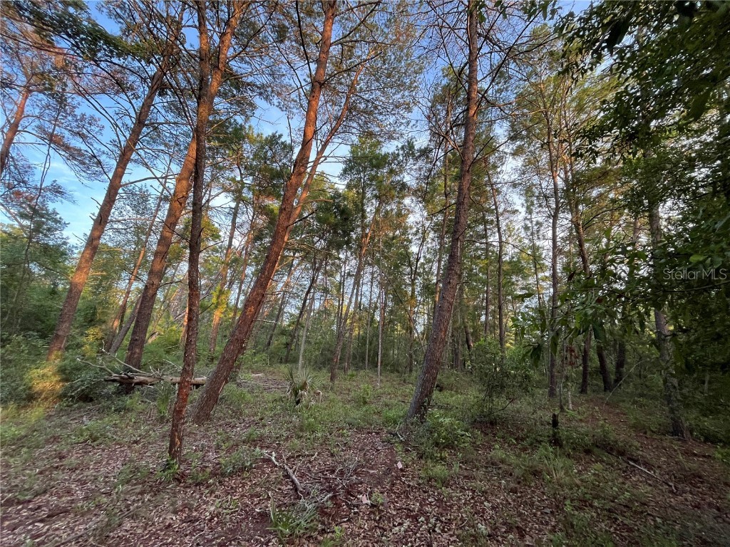 TBD Twin Lakes Road Interlachen FL 32148 OK225310 image7