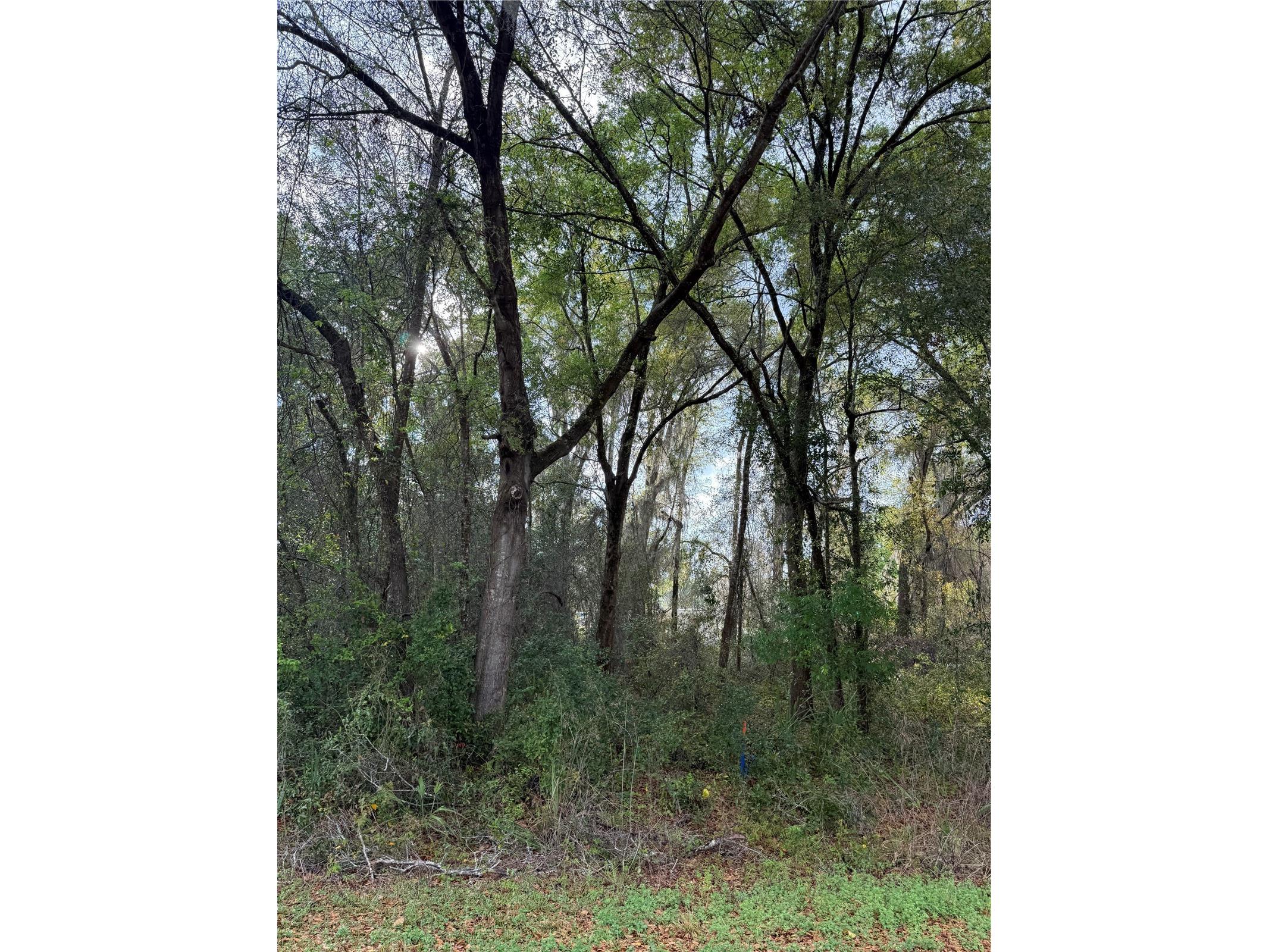 TBT SE 48th Court Summerfield FL 34491 OM717725 image6