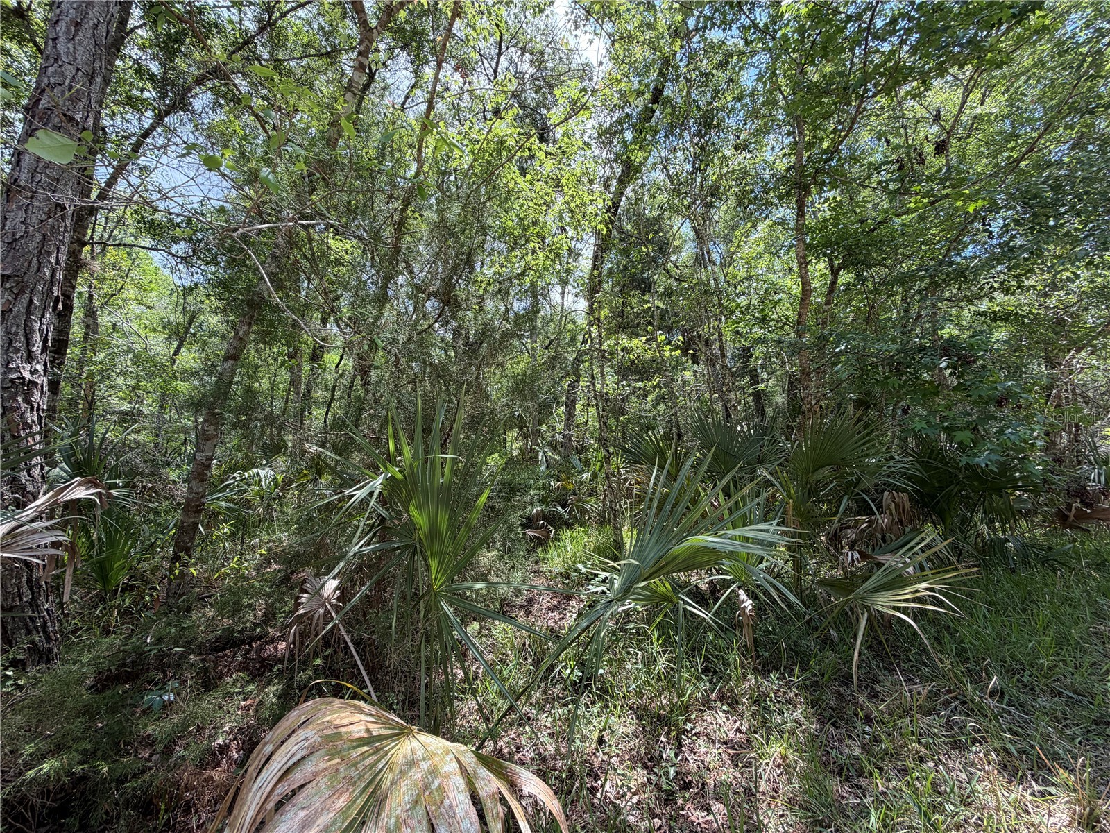 Tract 100 SW Cr-347 Chiefland FL 32644 GC539832 image18