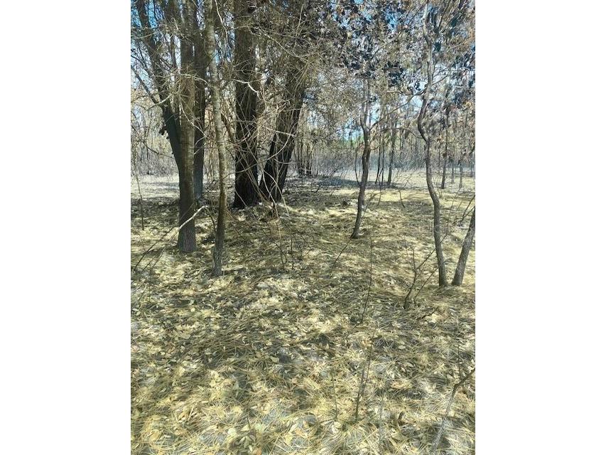 Tract 343 SW 156th Place Dunnellon FL 34432 OM707778 image3