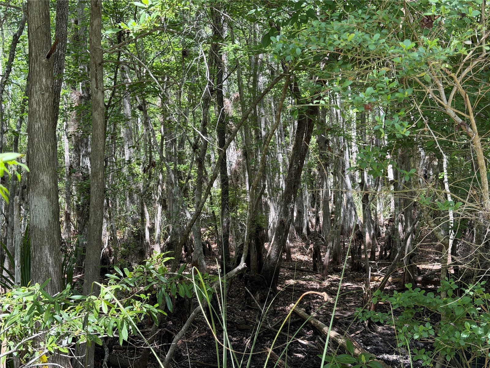 Tract 99 SW Cr-347 Chiefland FL 32644 GC539830 image15