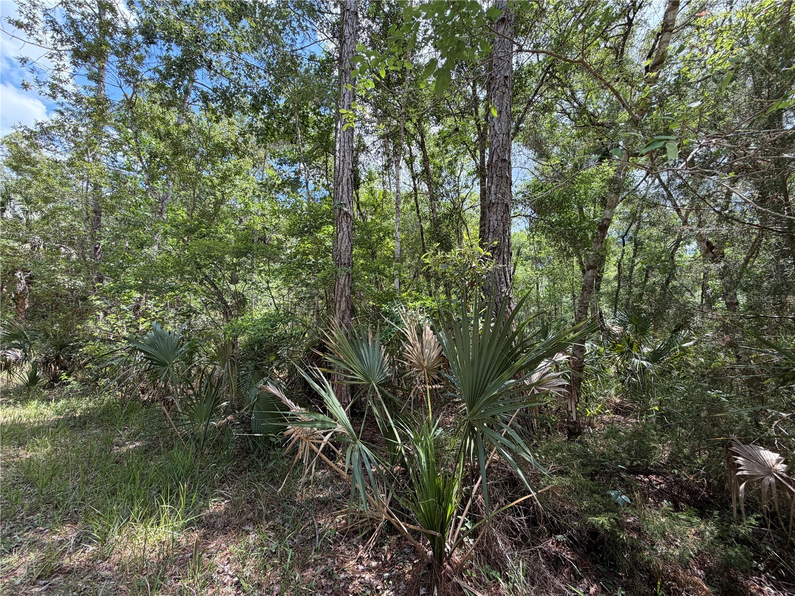 Tract 99 SW Cr-347 Chiefland FL 32644 GC539830 image19