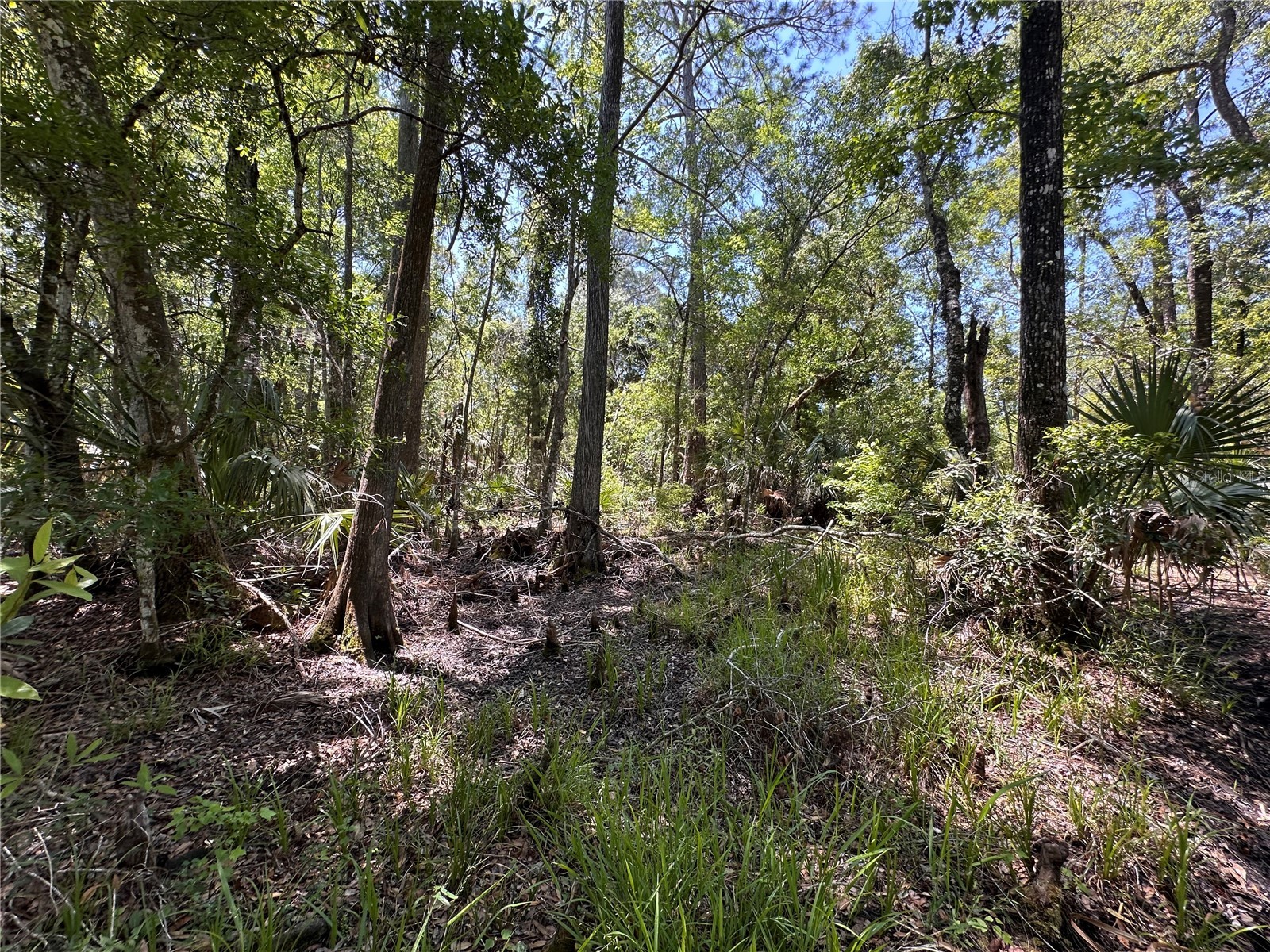 Tract 99 SW Cr-347 Chiefland FL 32644 GC539830 image23