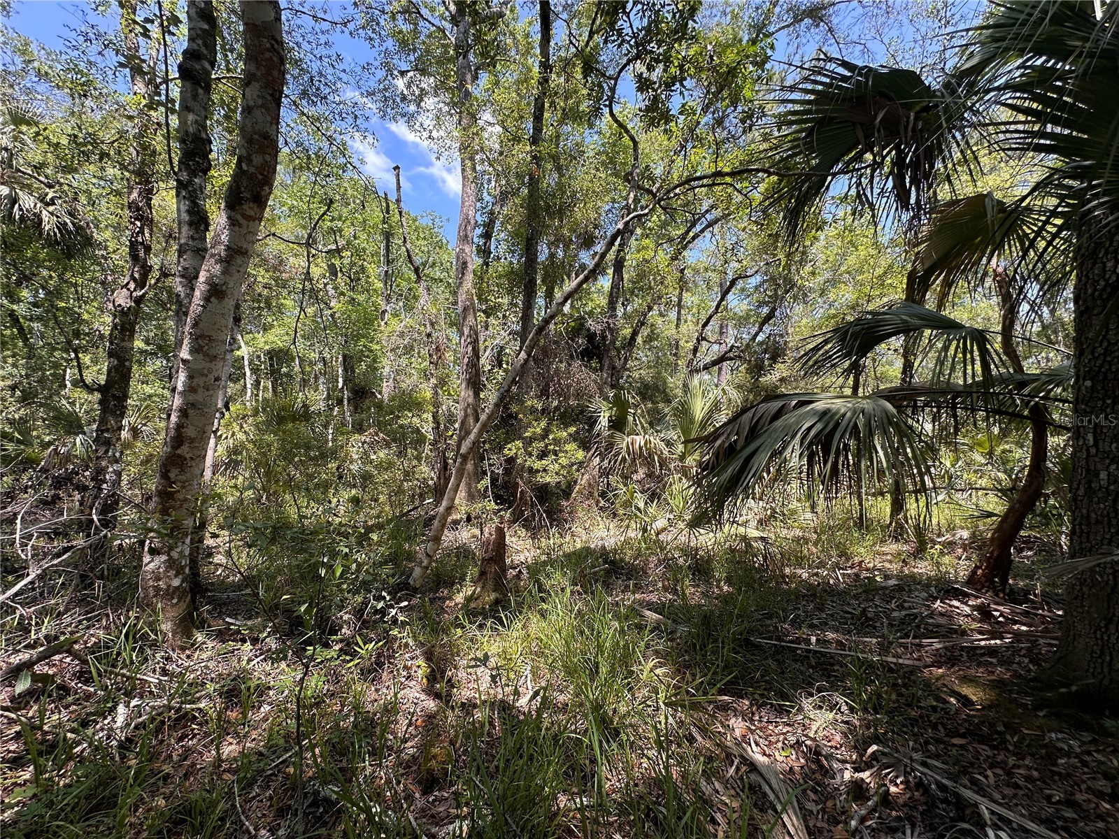Tract 99 SW Cr-347 Chiefland FL 32644 GC539830 image24
