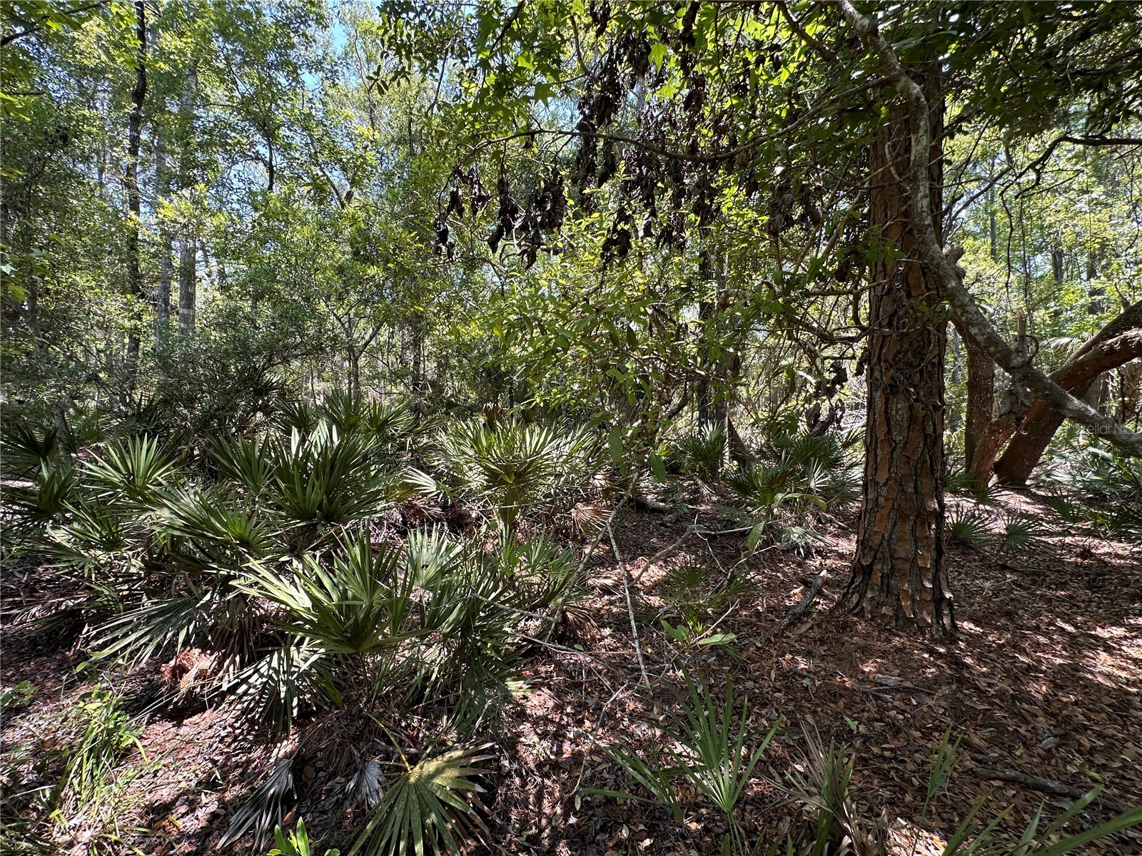 Tract 99 SW Cr-347 Chiefland FL 32644 GC539830 image25