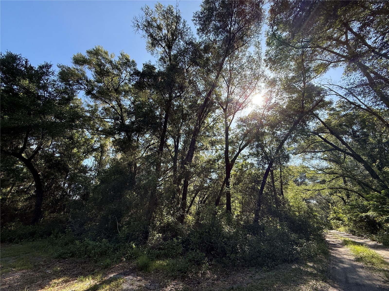 XX SE 35th Court Summerfield FL 34491 O6420206 image3