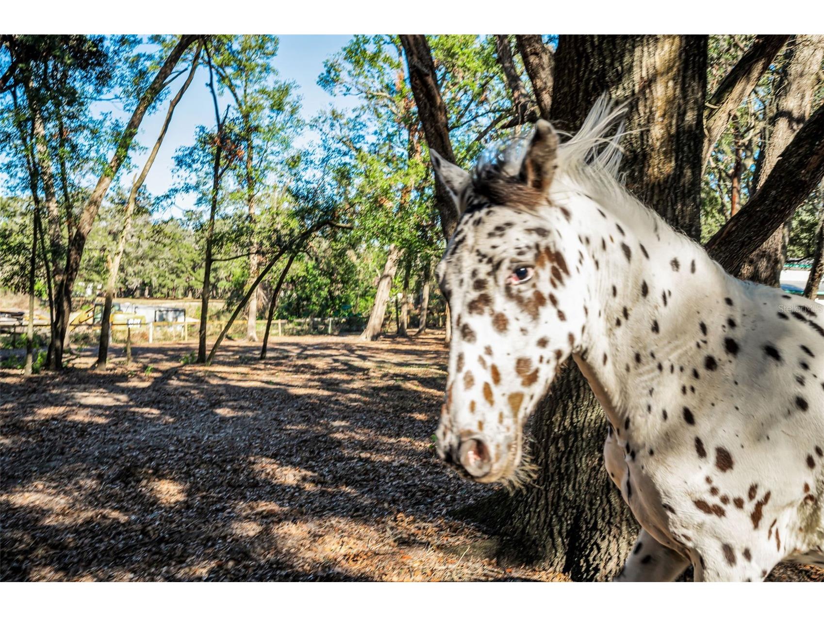 XXX Trilby Trails Trail Dade City FL 33523 TB8462818 image37