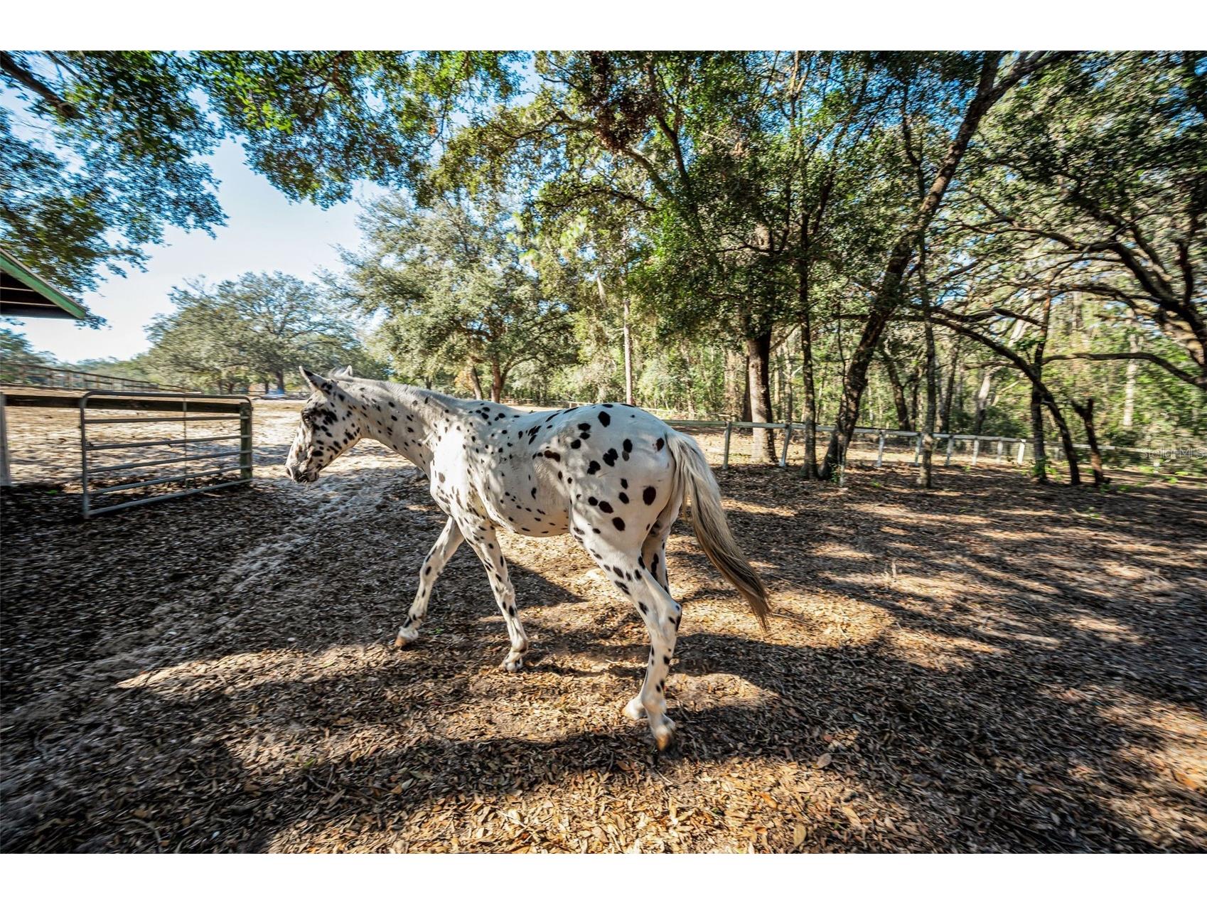 XXX Trilby Trails Trail Dade City FL 33523 TB8462818 image38