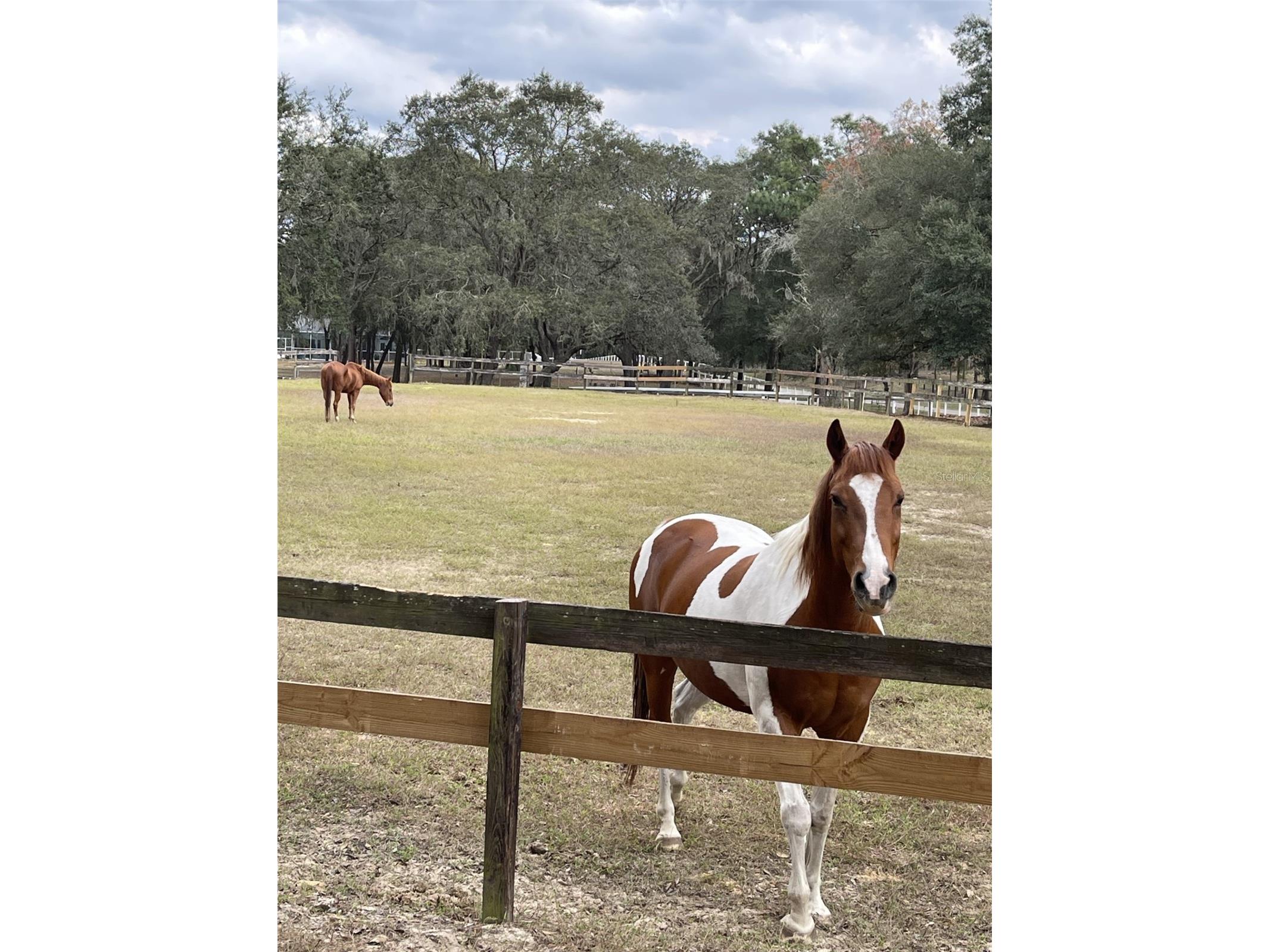 XXX Trilby Trails Trail Dade City FL 33523 TB8462818 image43