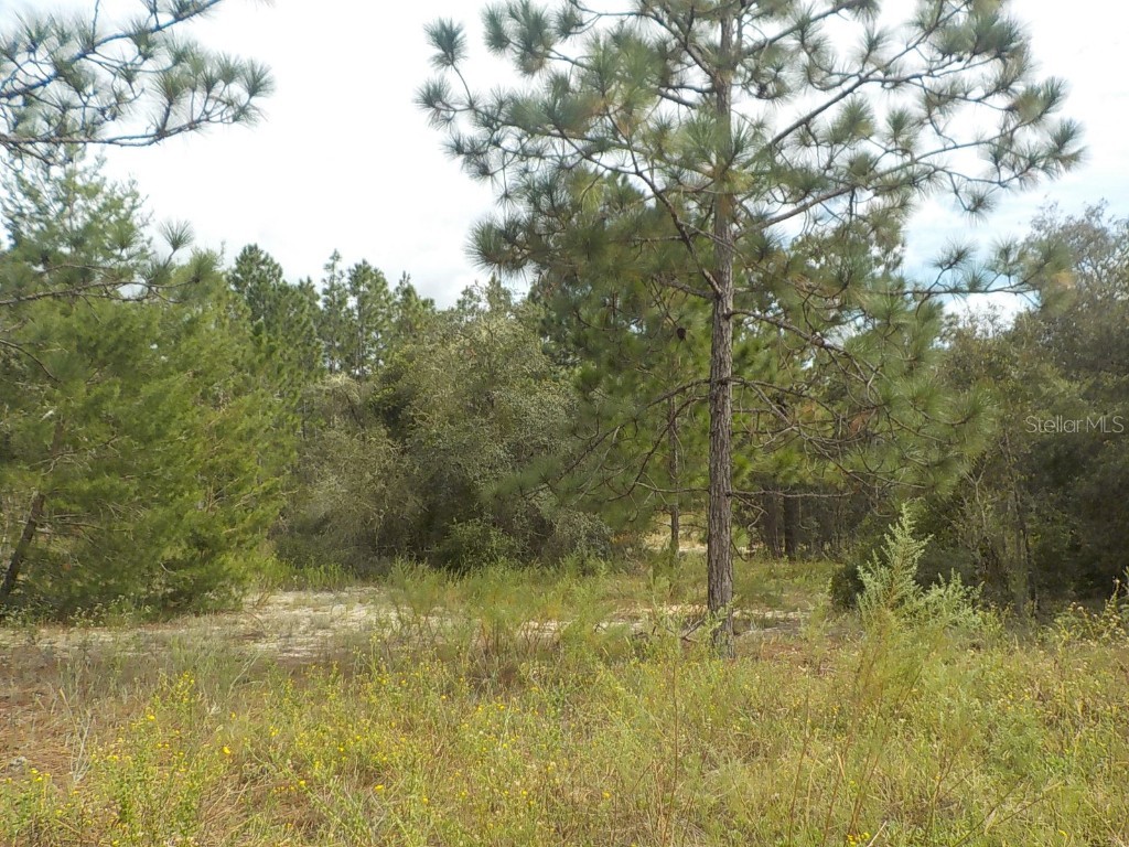 lot 21 SW Floral Court Dunnellon FL 34431 OM687229 image2