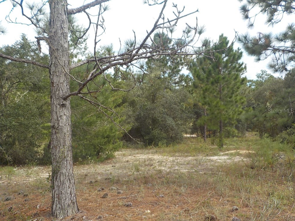 lot 21 SW Floral Court Dunnellon FL 34431 OM687229 image4