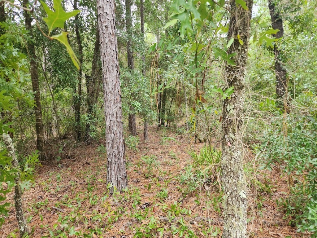 lot 24 SW 89th Circle Ocala FL 34473 OM708928 image4