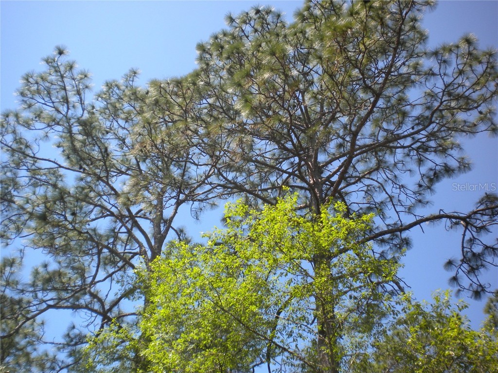 lot 3 NW Winding Hills Road Dunnellon FL 34431 OM656233 image1