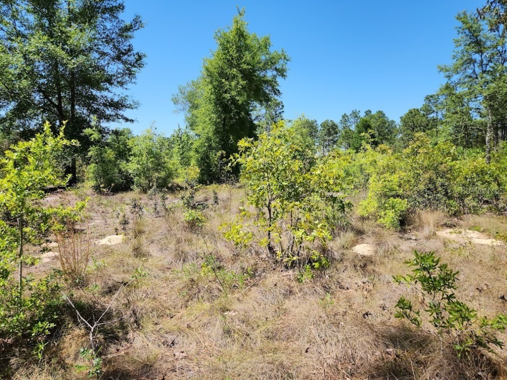 lot 5 SW 64th Lane Ocala FL 34481 OM699530 image3
