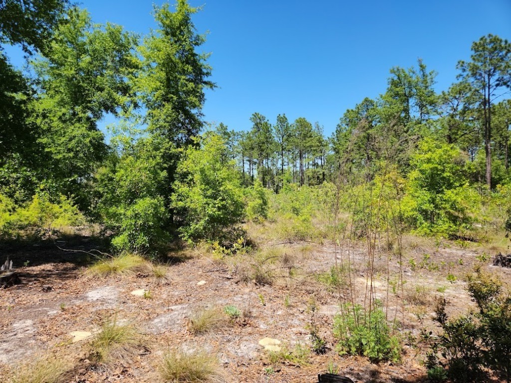 lot 5 SW 64th Lane Ocala FL 34481 OM699530 image5