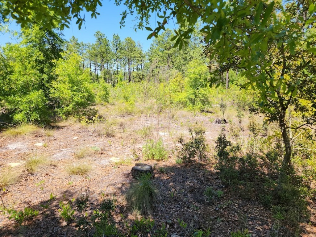 lot 5 SW 64th Lane Ocala FL 34481 OM699530 image7