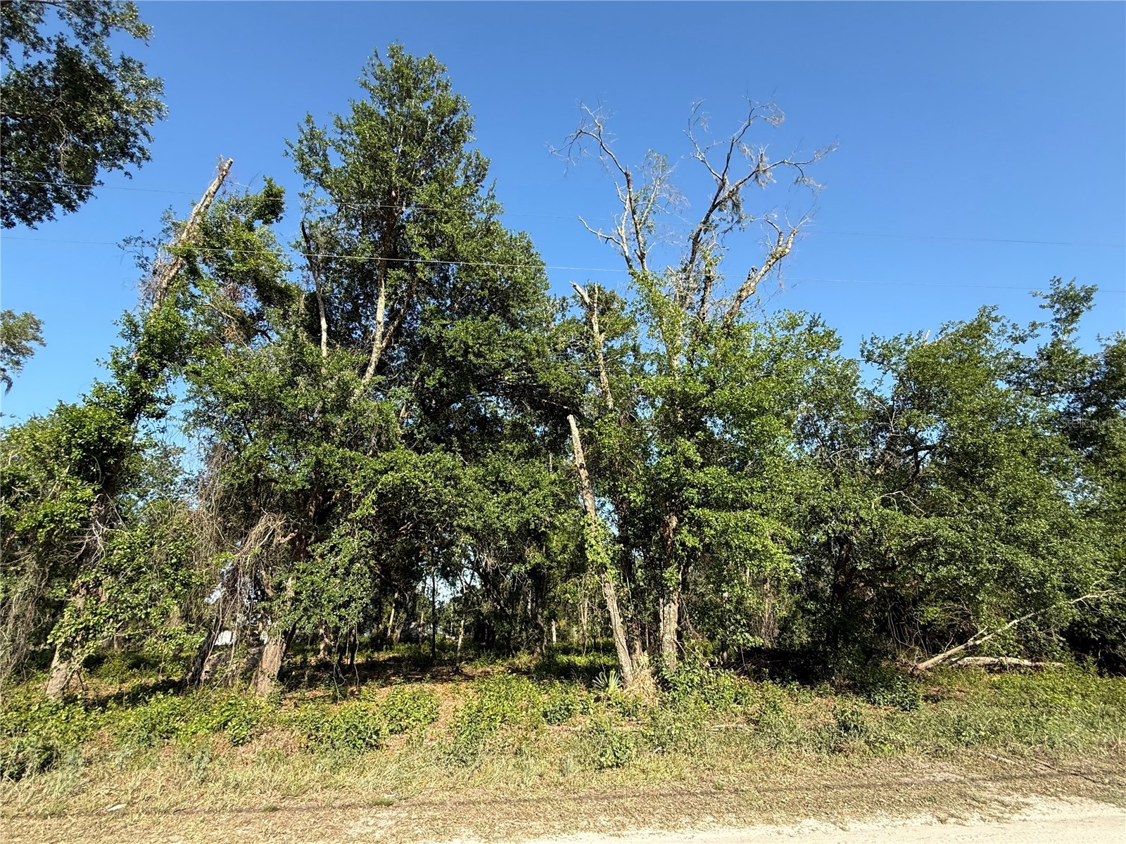 null Owens Drive Zephyrhills FL 33540 TB8509531 image1