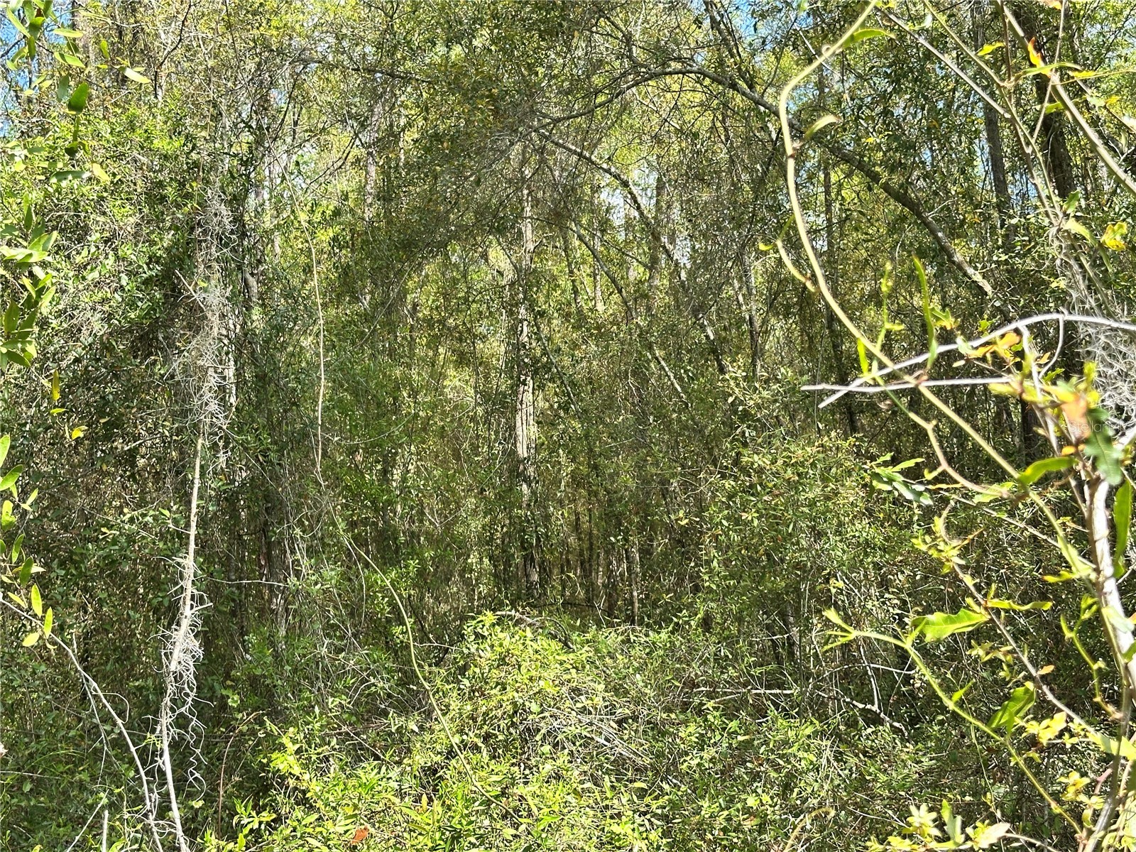 tbd Hardee Street Bronson FL 32621 OM718815 image11