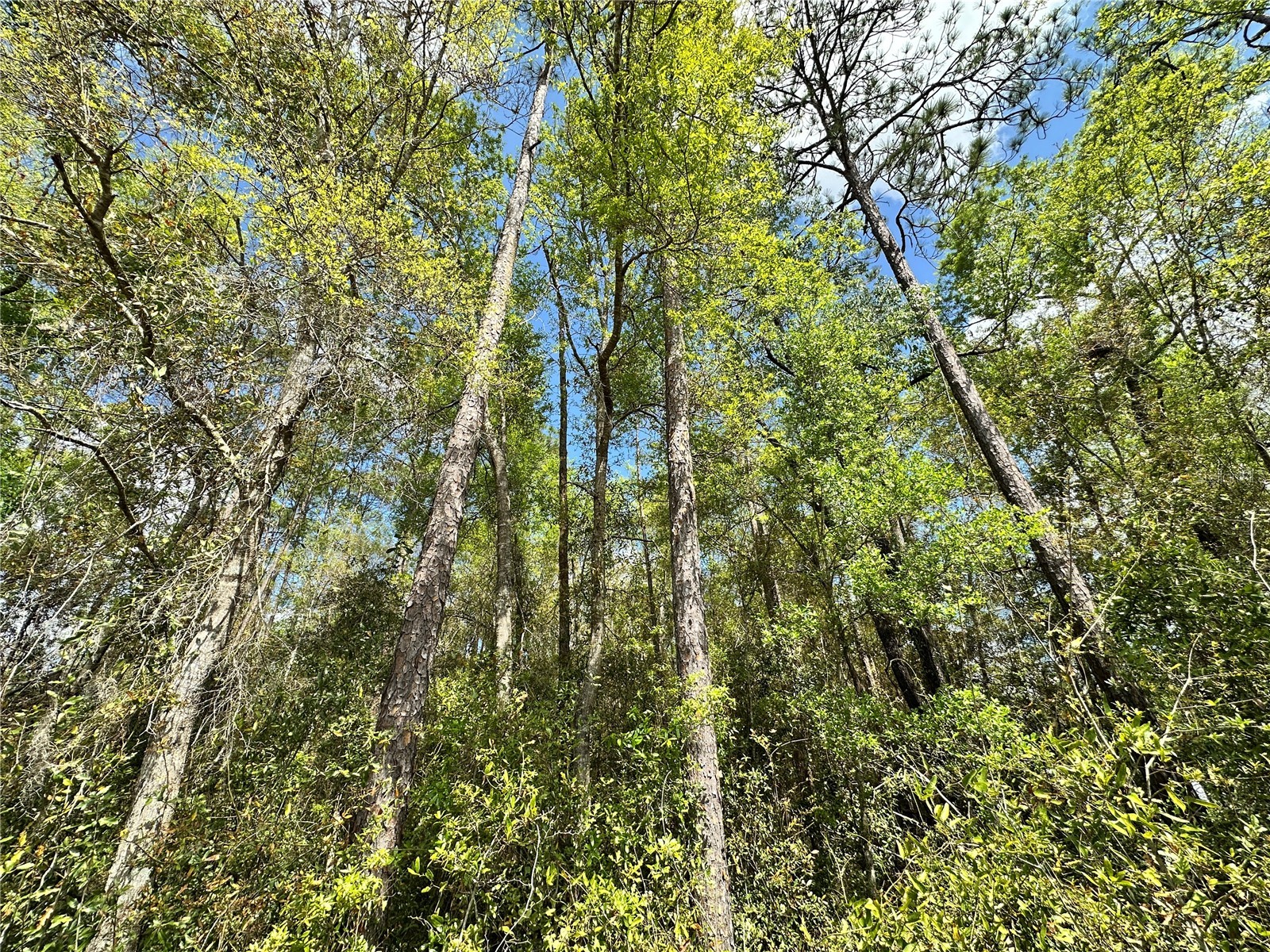 tbd Hardee Street Bronson FL 32621 OM718815 image9