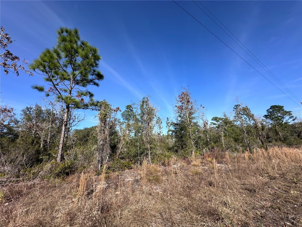 tbd NE 117th Terrace Williston FL 32696 OM692178 image1