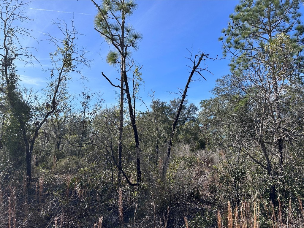 tbd NE 117th Terrace Williston FL 32696 OM692178 image7