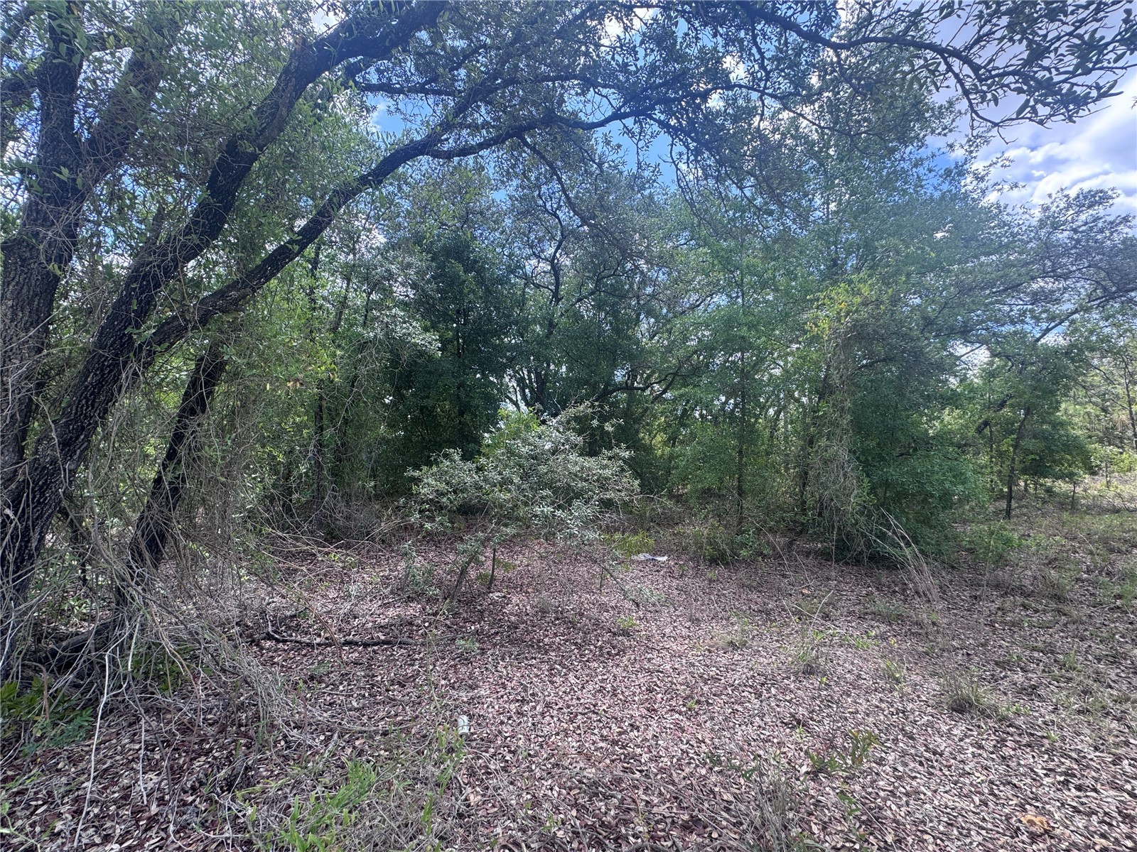 tbd NE 119th Terrace Williston FL 32696 OM724321 image4