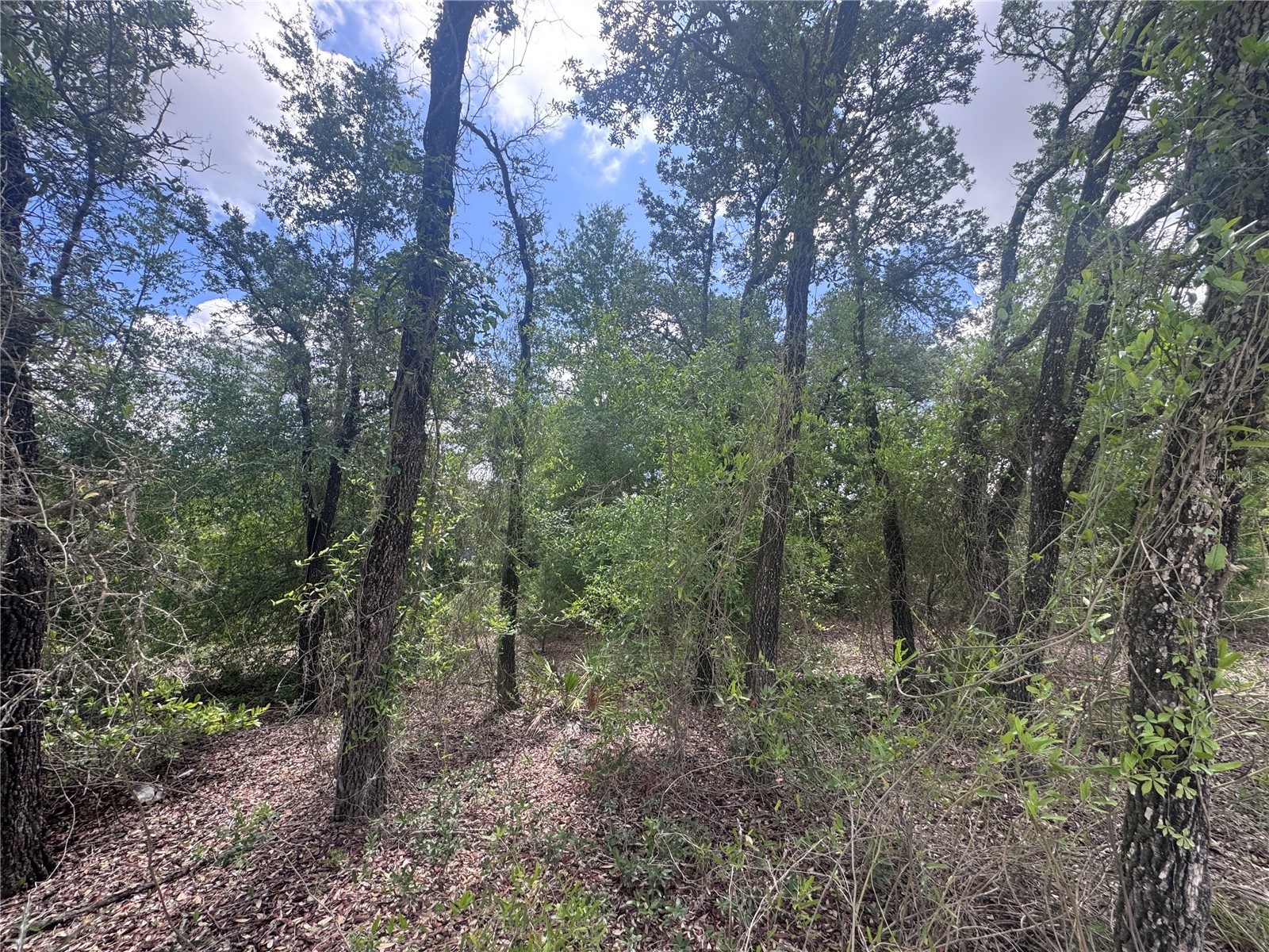 tbd NE 119th Terrace Williston FL 32696 OM724321 image5