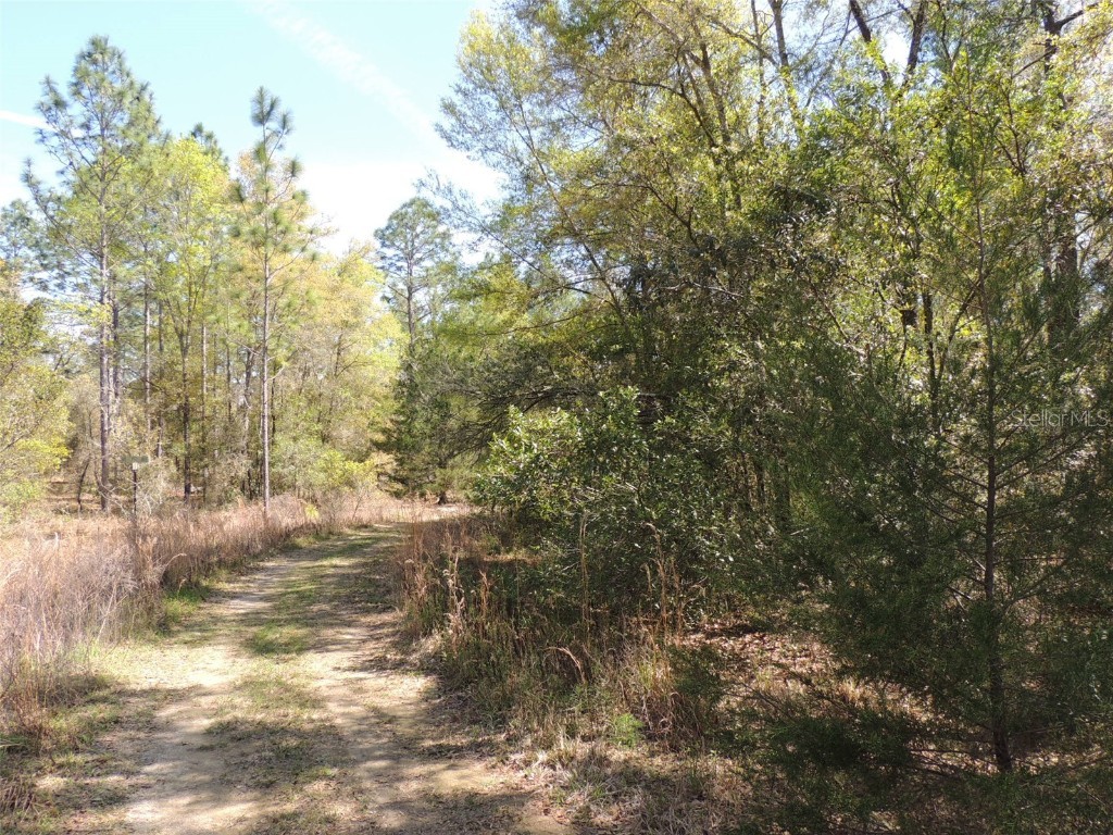 tbd NE 12th Lane & 157th Terrace Williston FL 32696 OM674275 image1