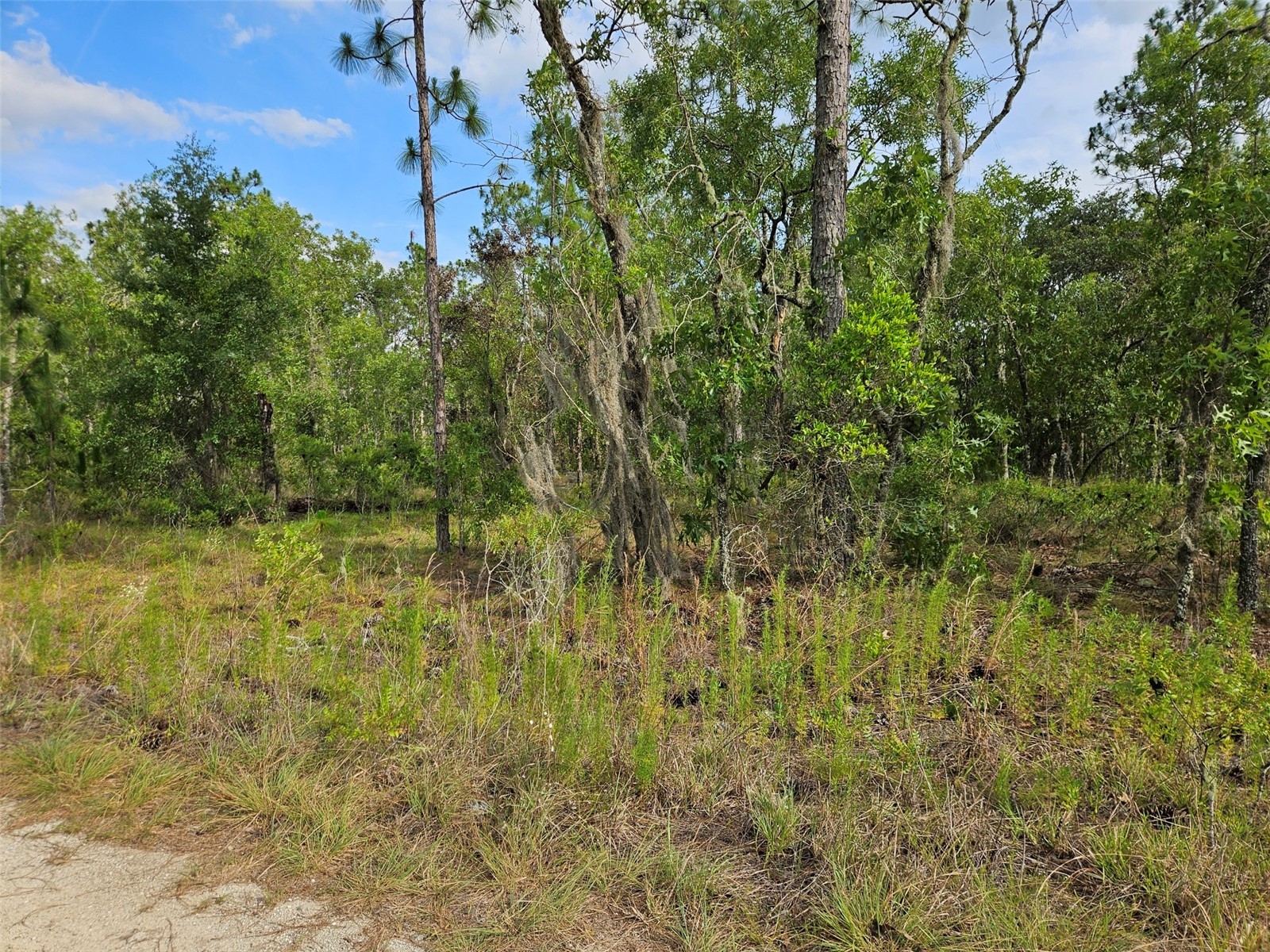 tbd NE 12th Lane Williston FL 32696 OM726235 image1