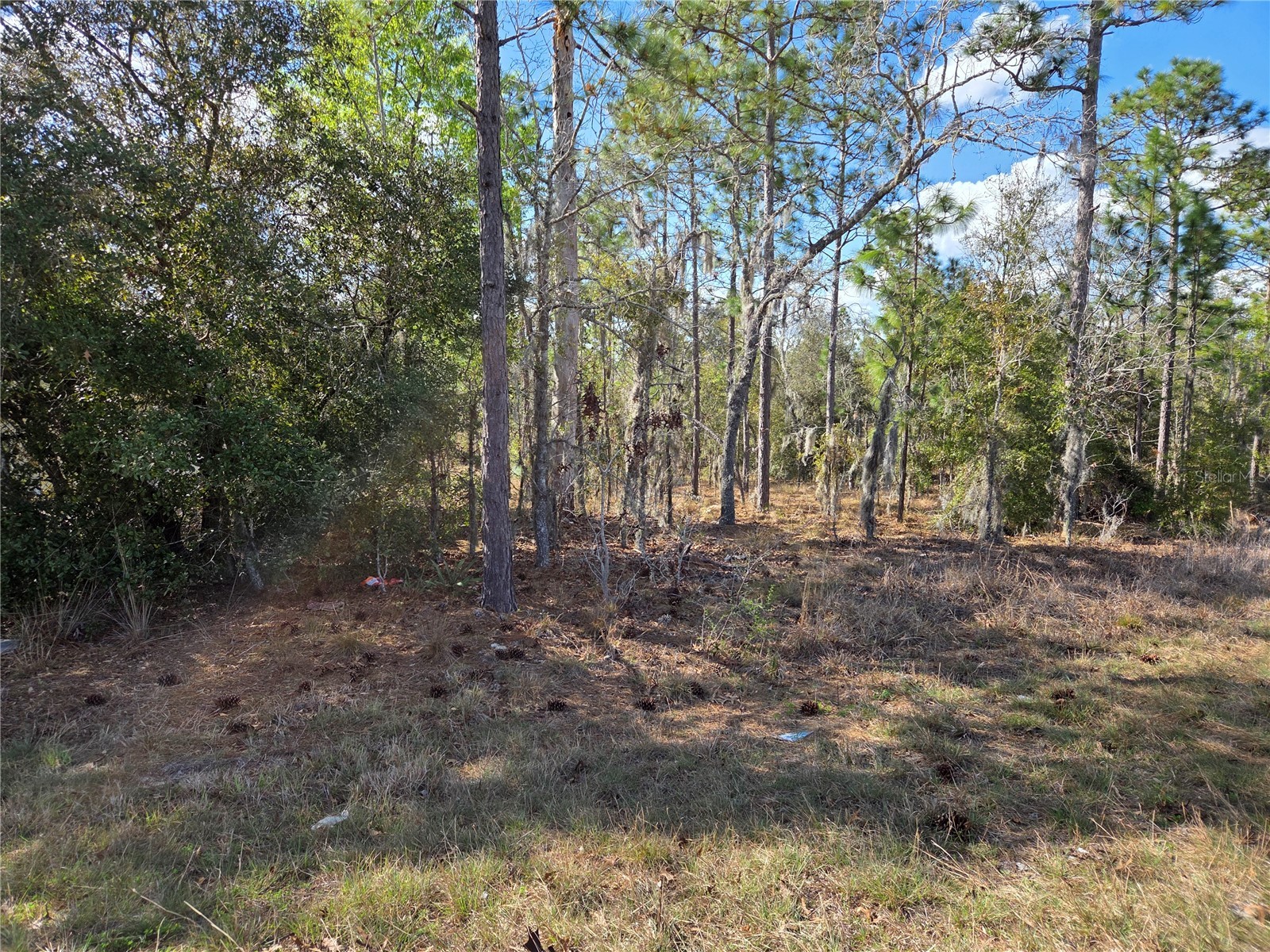 tbd NE 14th Place Williston FL 32696 OM720764 image2