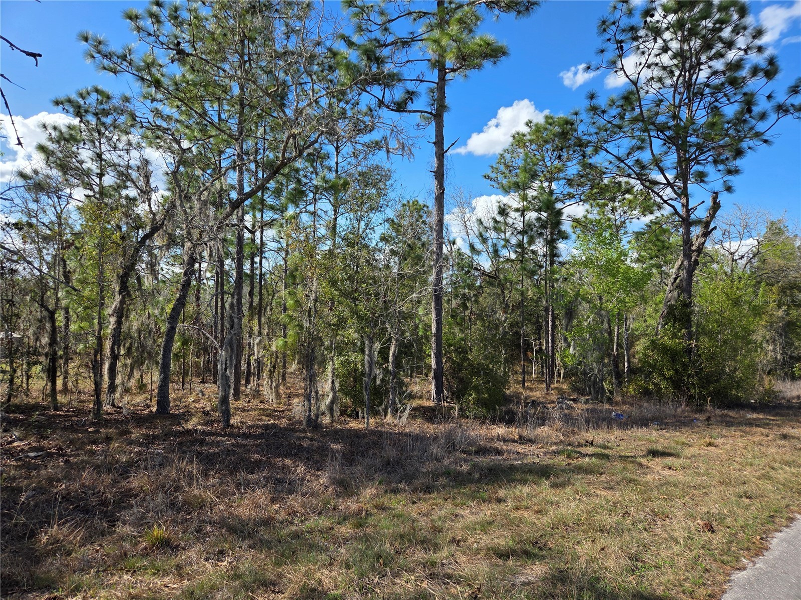 tbd NE 14th Place Williston FL 32696 OM720764 image4