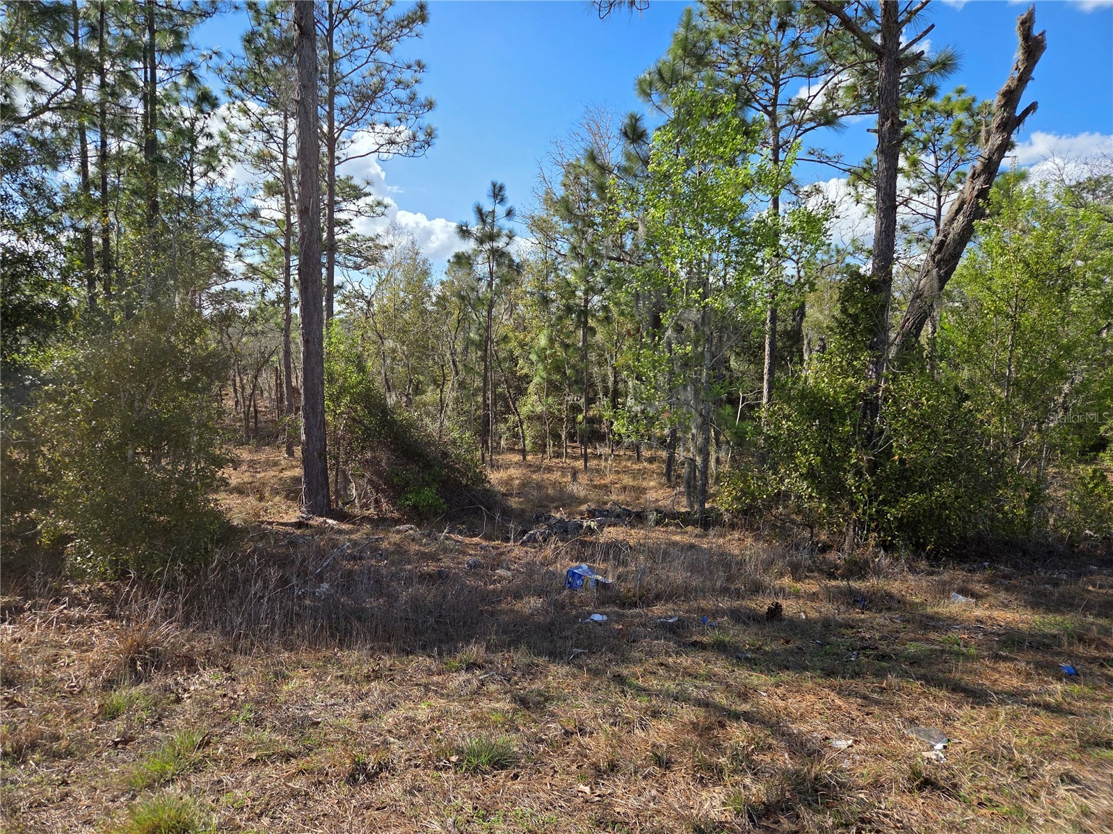 tbd NE 14th Place Williston FL 32696 OM720764 image5